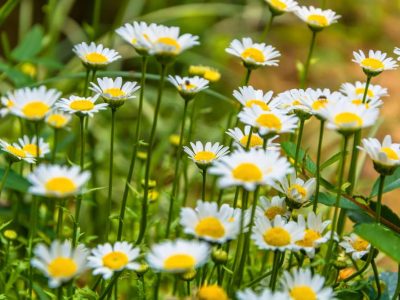 Chamomile