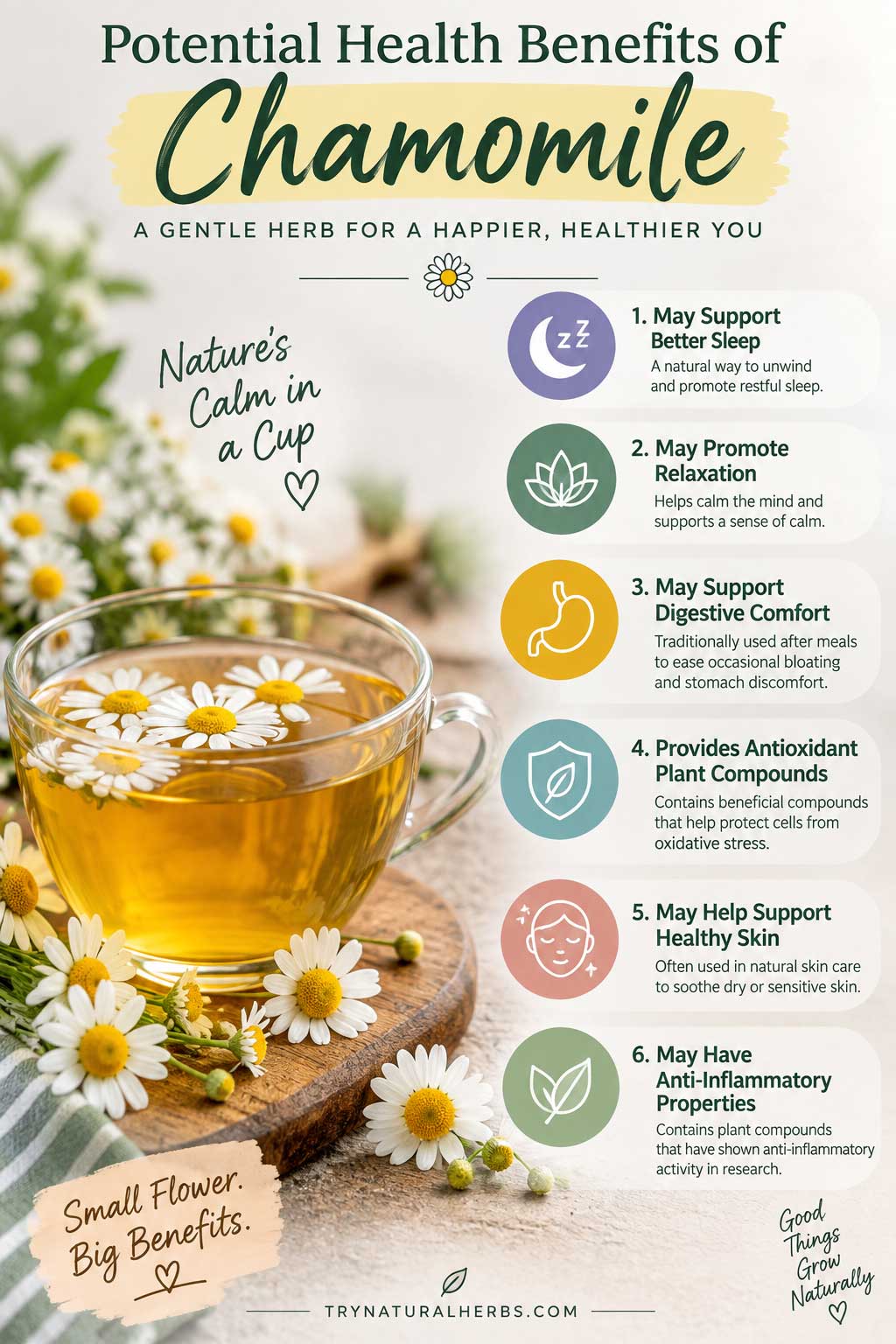 Chamomile Tea Benefits Infographic