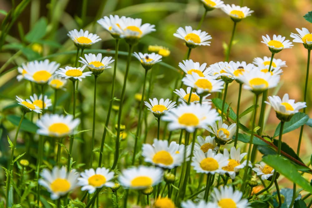 Chamomile