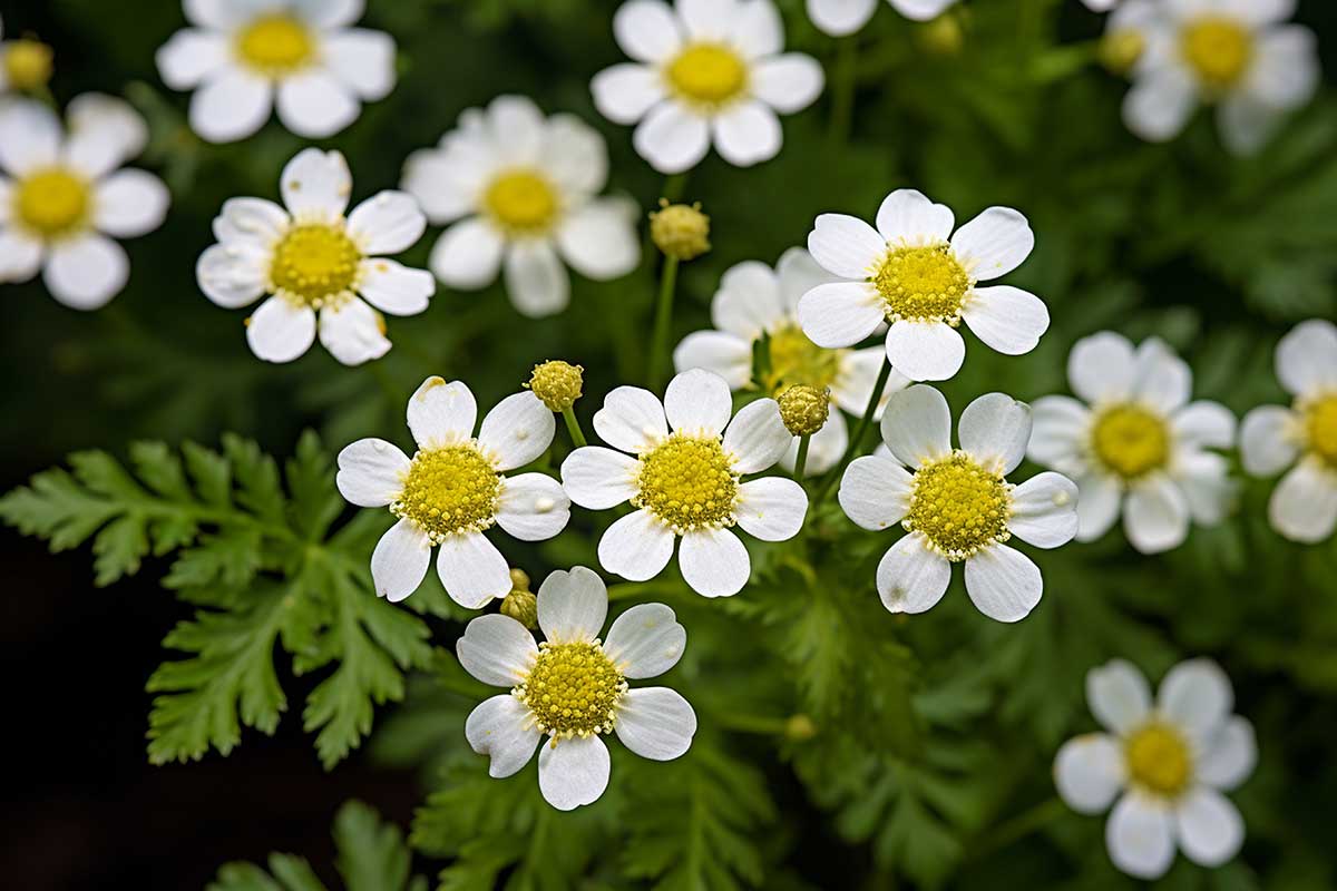 Feverfew