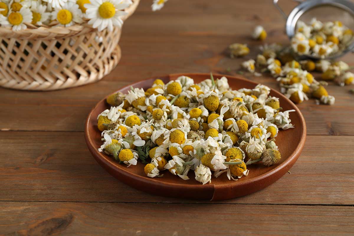 How to Choose and Store Chamomile