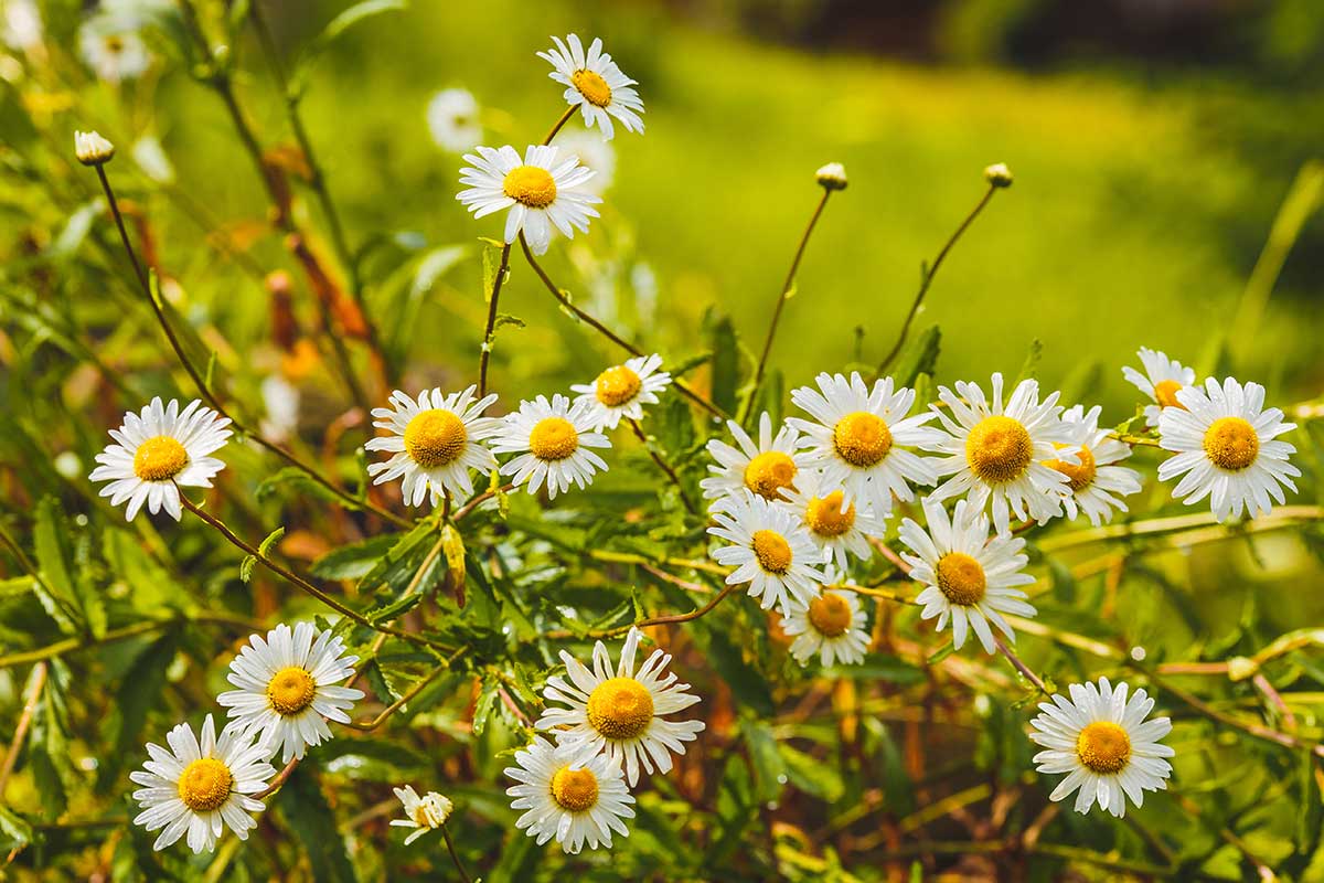 Key Plant Compounds in Chamomile