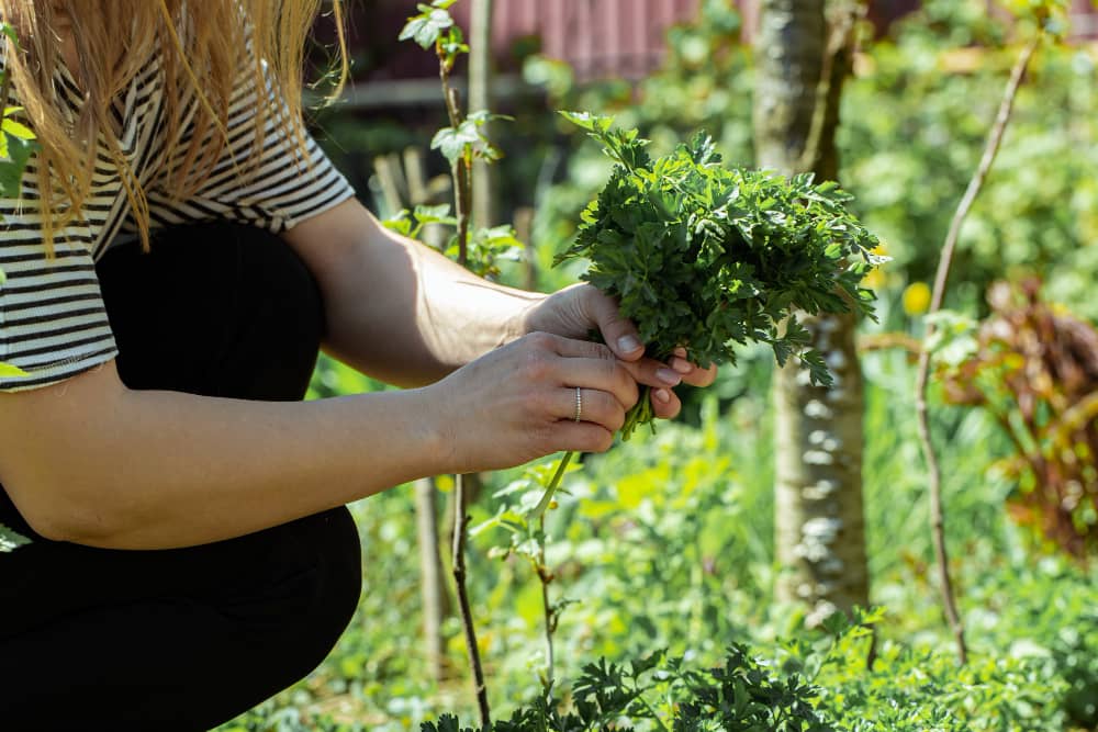 Popular Gardening Herbs