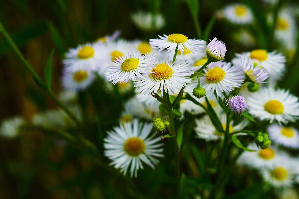 What Is Chamomile