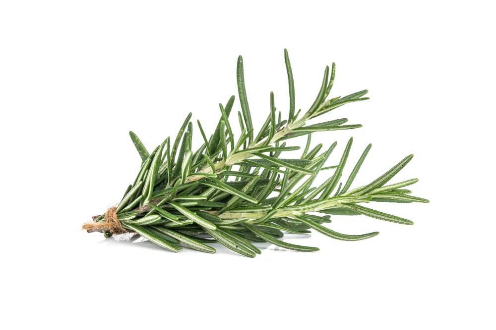 rosemary herb