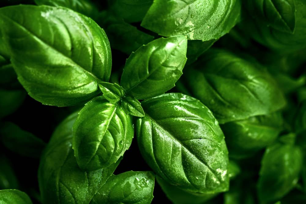 tasty beautiful basil herb