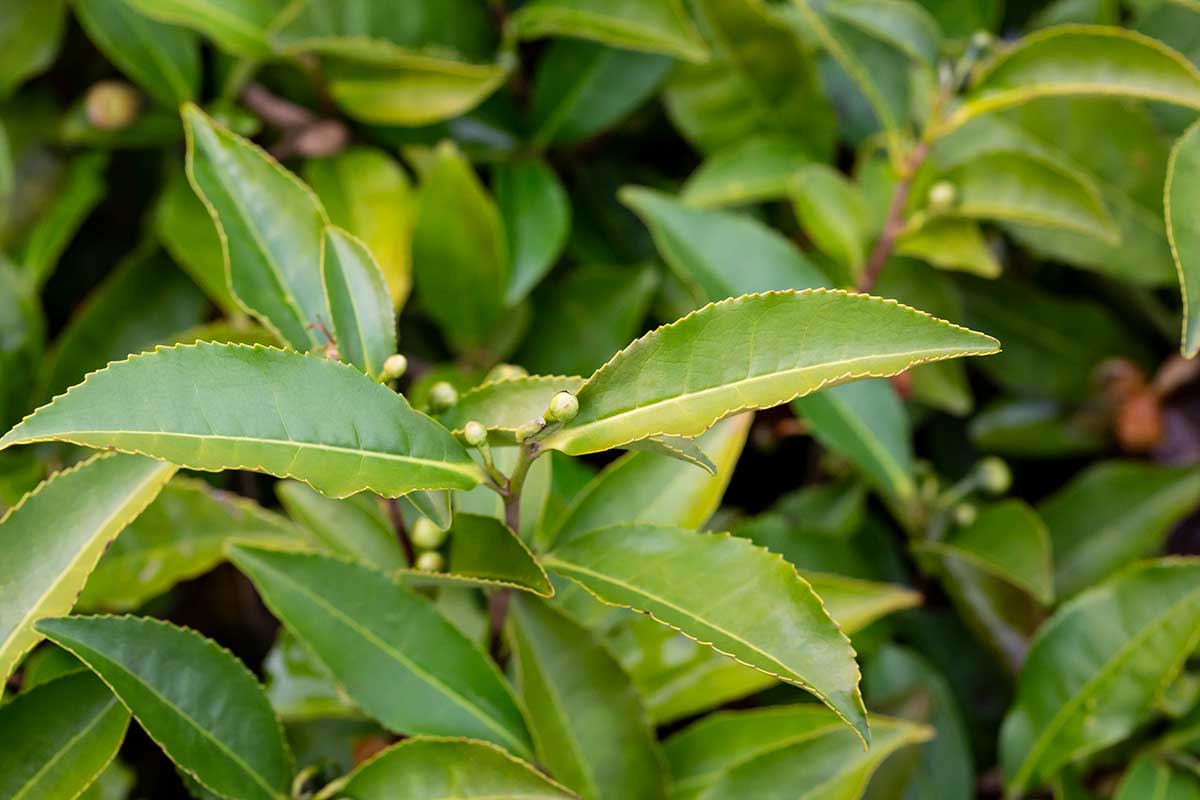 Camellia Sinensis plant