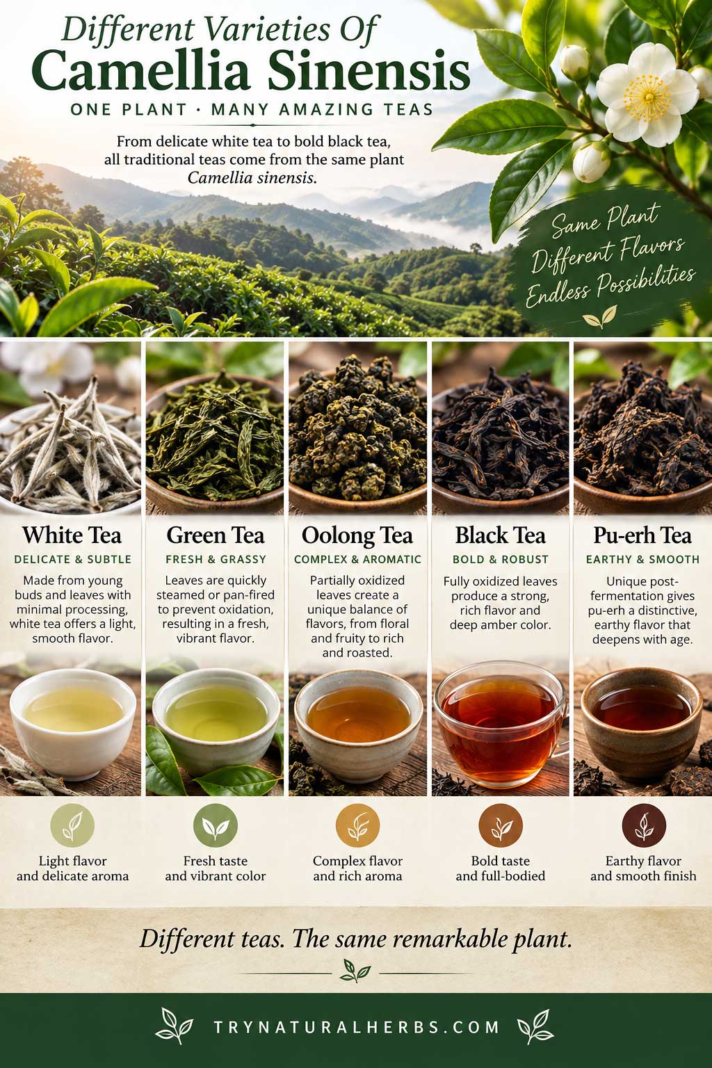 Different Varieties Of Camellia Sinensis