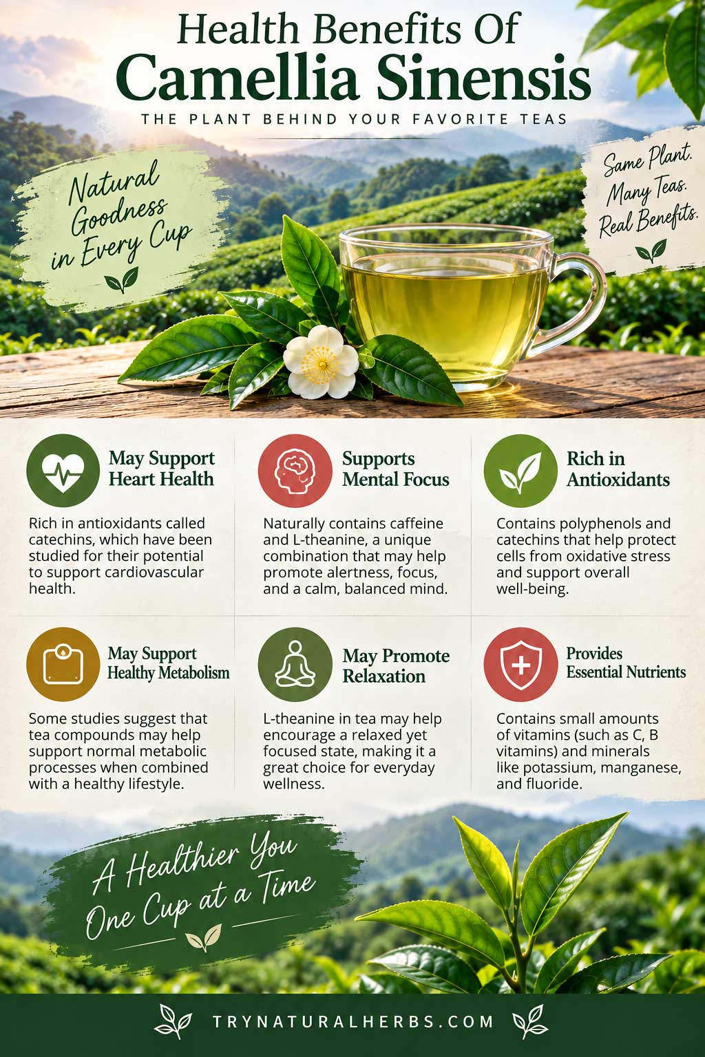 Health Benefits Of Camellia Sinensis