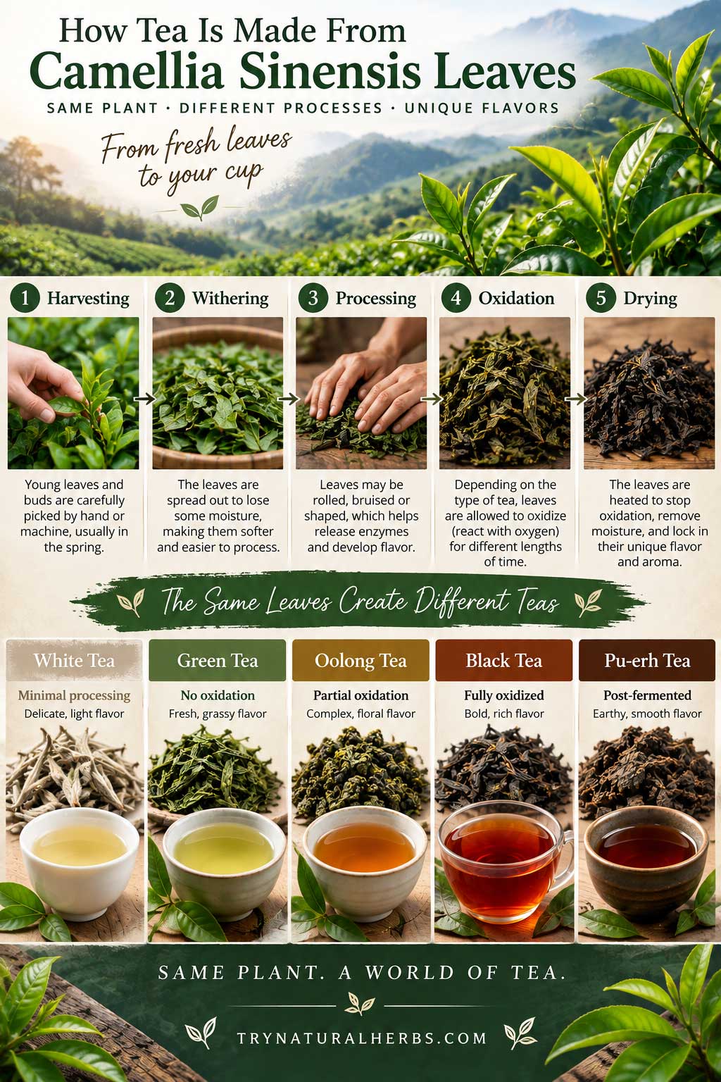 How Tea Is Made From Camellia Sinensis Leaves