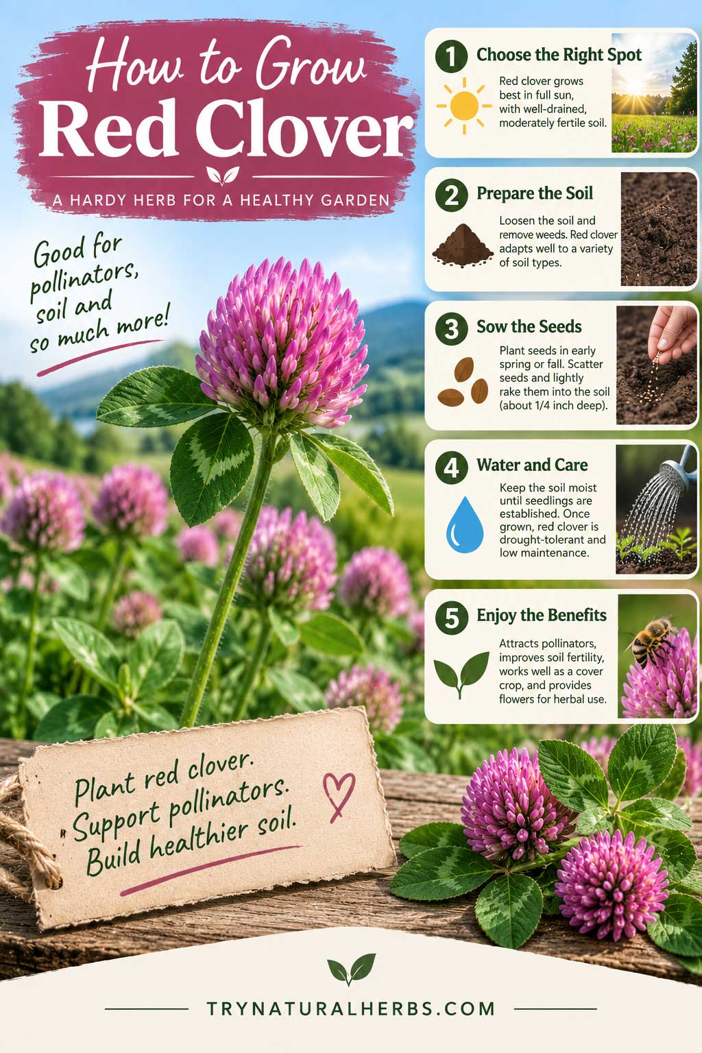 How to Grow Red Clover