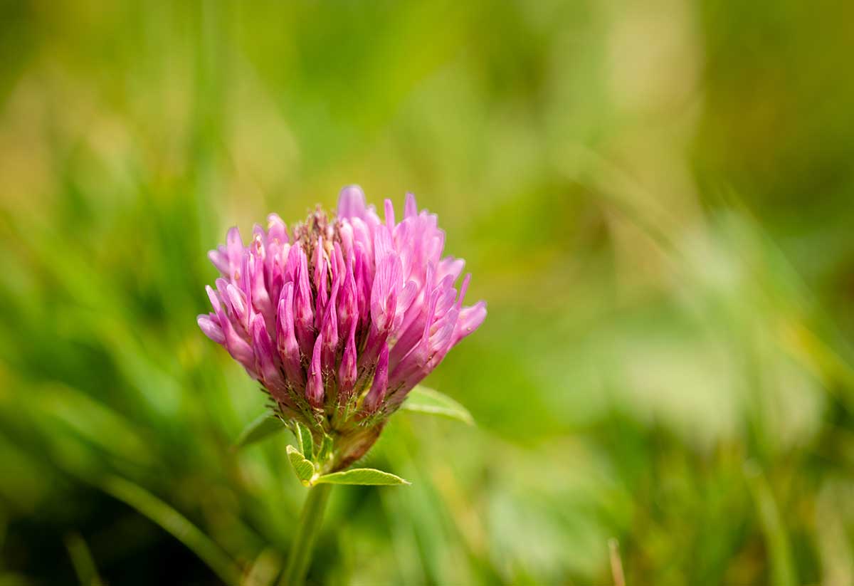 Key Compounds in Red Clover