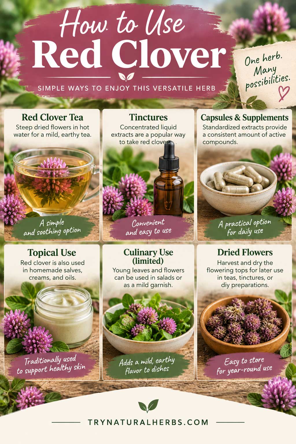 Red Clover Herbal Uses Guide