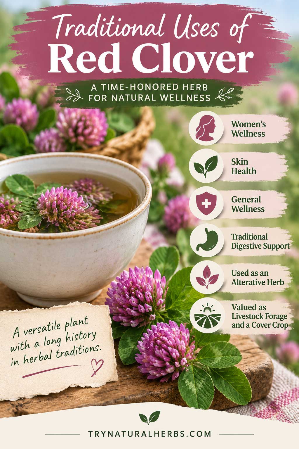 Red Clover Traditional Wellness Guide