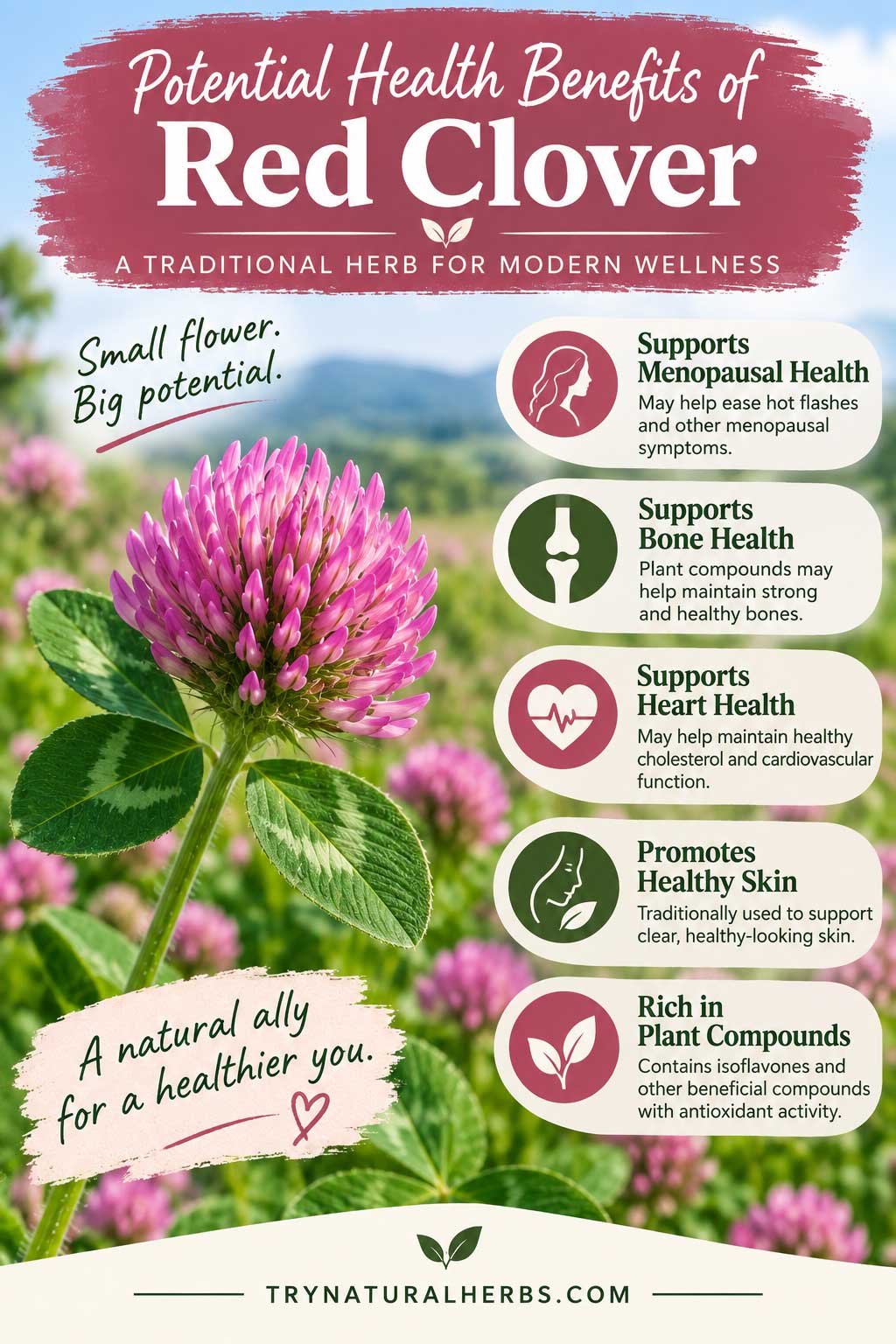 Red Clover Wellness Benefits Infographic