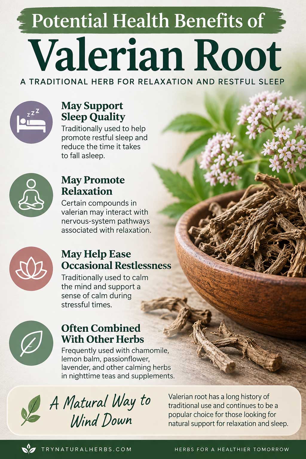 Valerian Root Wellness Infographic
