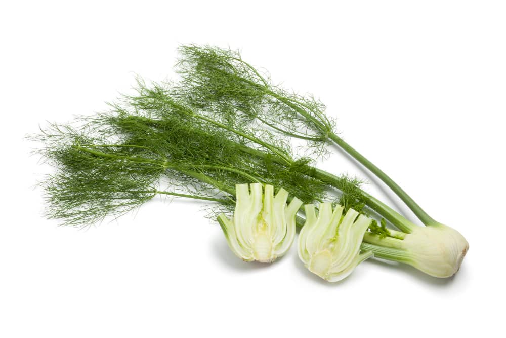 Interesting Facts about Fennel