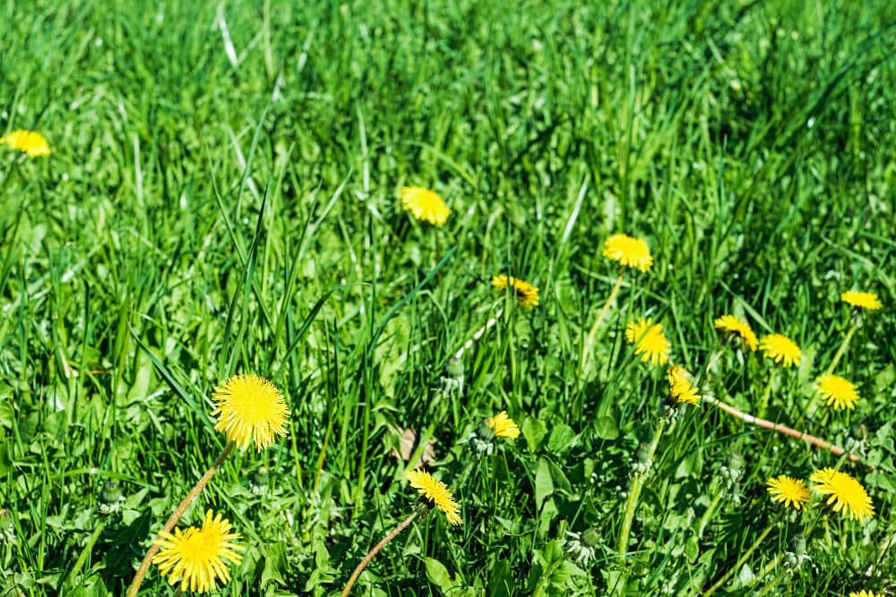 Common Misconceptions About Dandelion