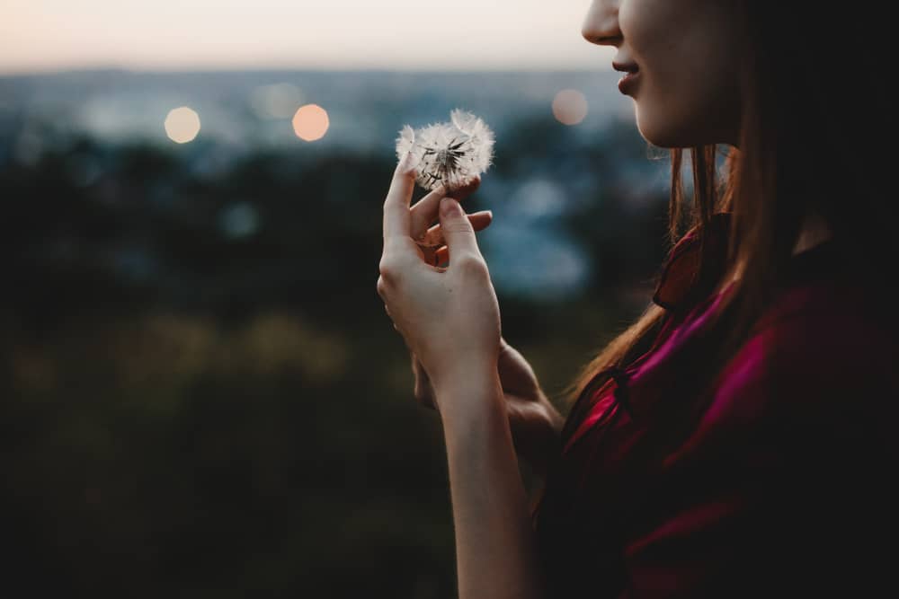 Growing and Harvesting Dandelion