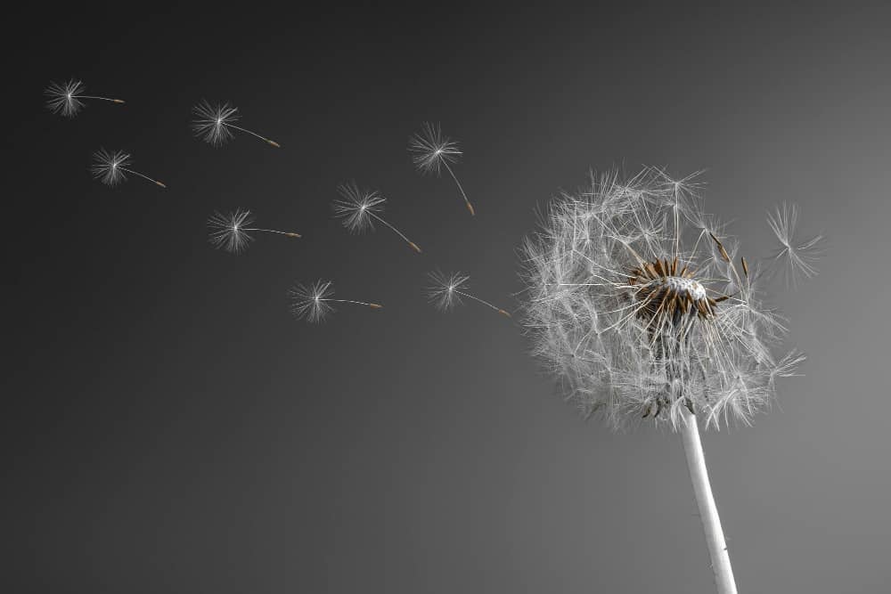 Health Benefits of Dandelion