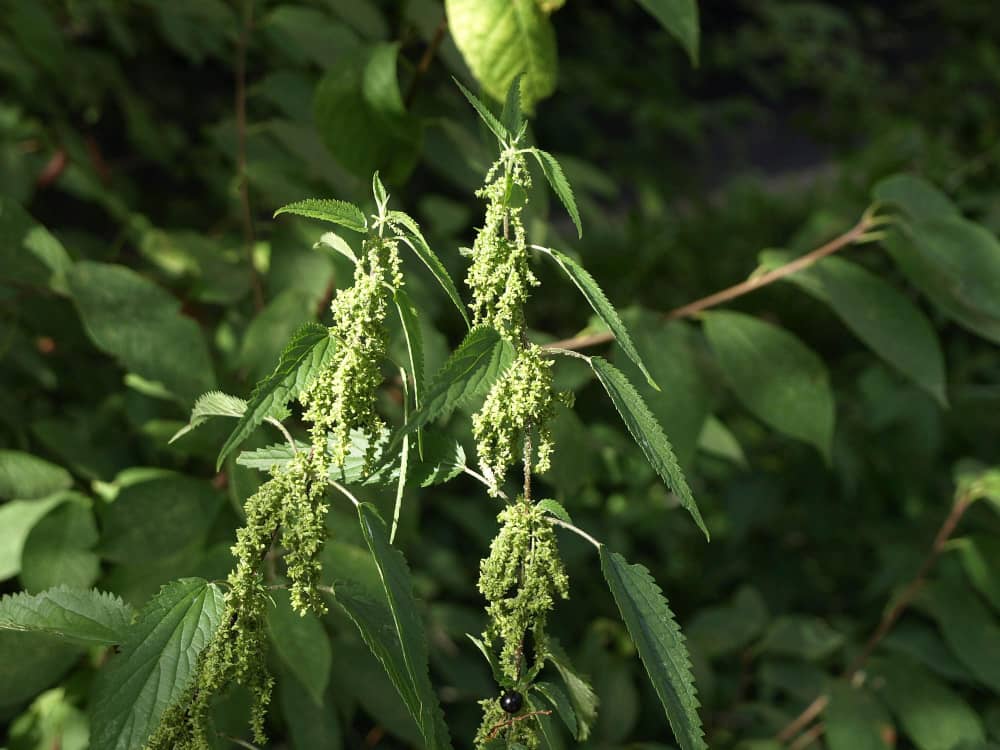 How to Prepare Nettle for Use