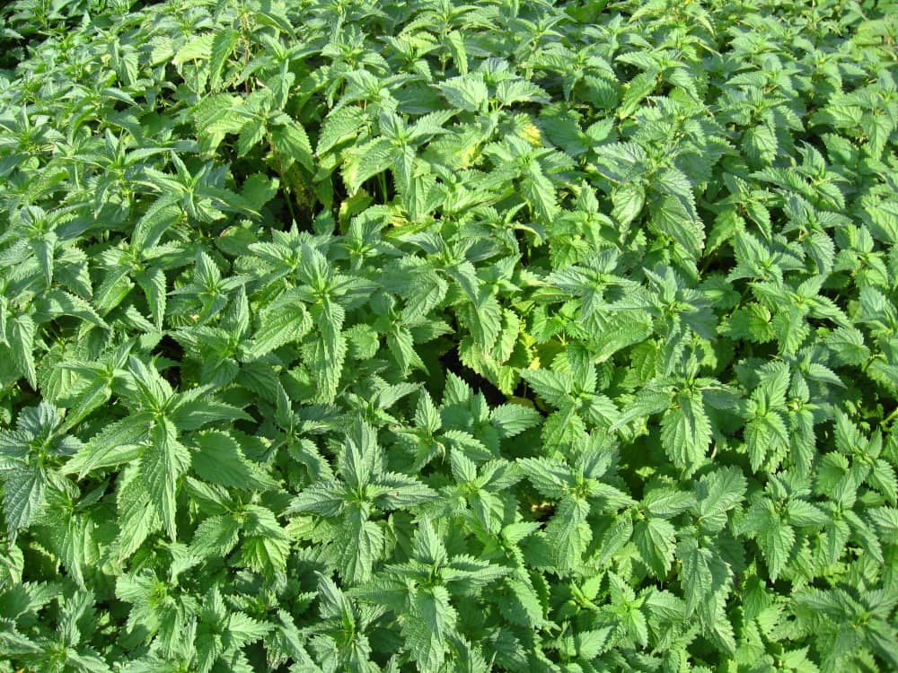 Nettle health benefits