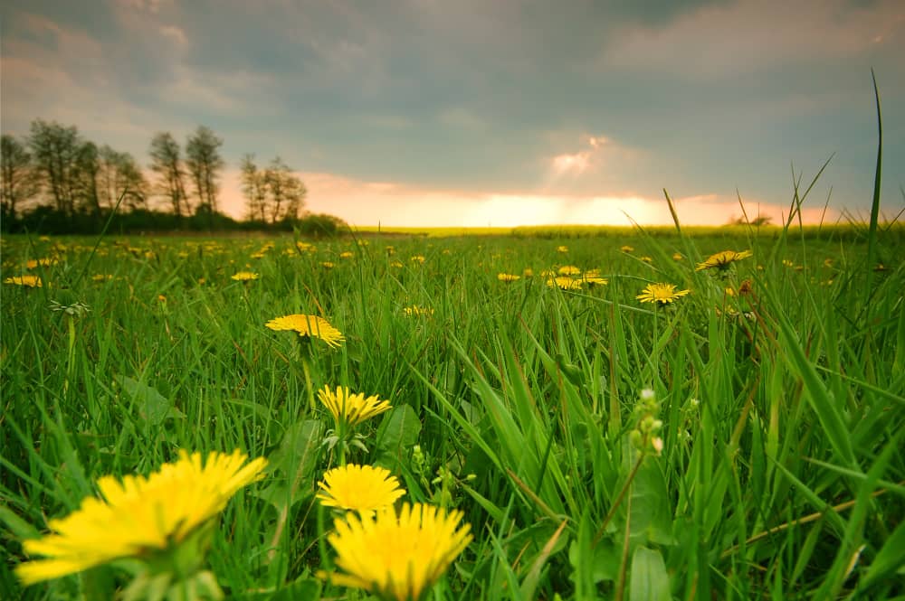 Overview of Dandelion