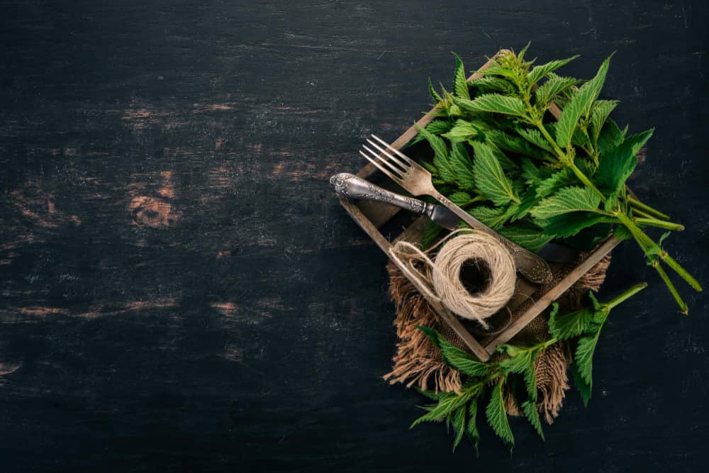 Recipes Using Nettle