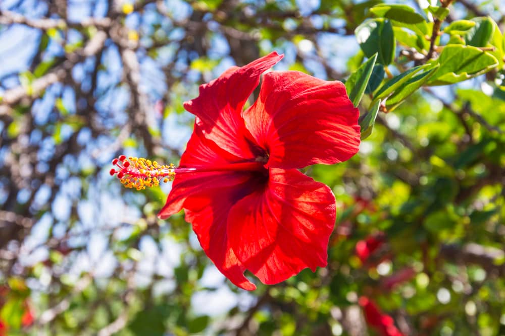 Different Types of Hibiscus 