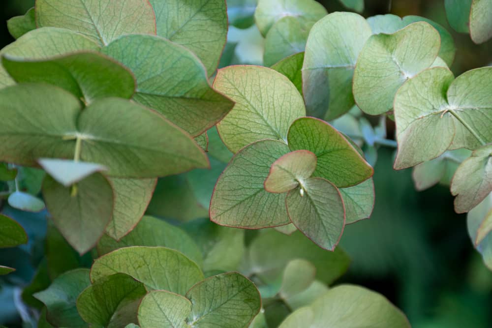 Eucalyptus plants overview