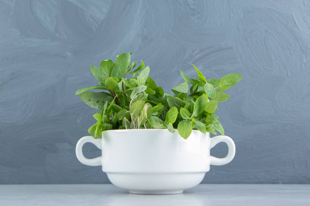 Health Benefits of Lemon Balm