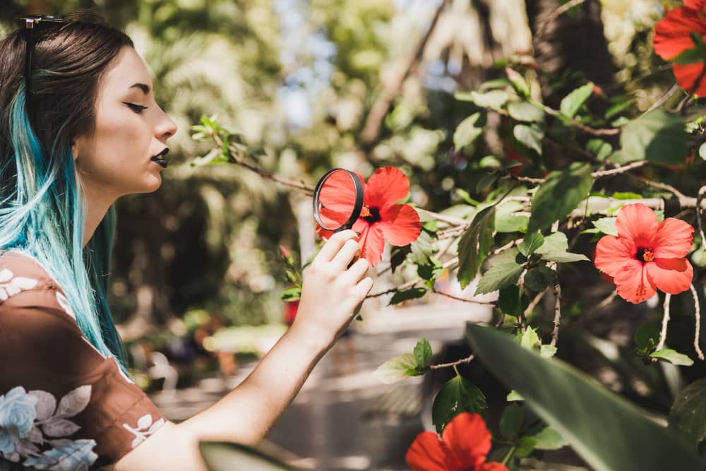 Uses of Hibiscus in Cooking