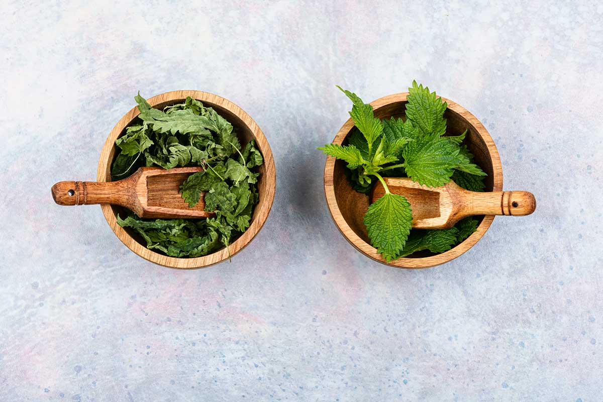 Fresh vs Dried Spearmint for Tea