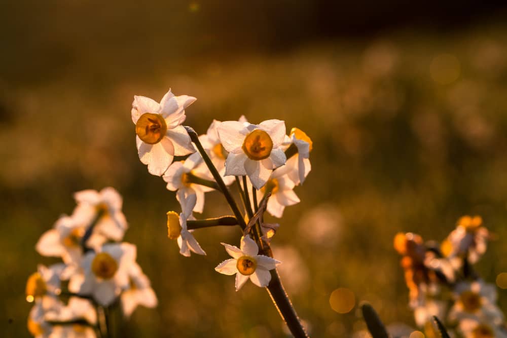 Health Benefits of Hawthorn