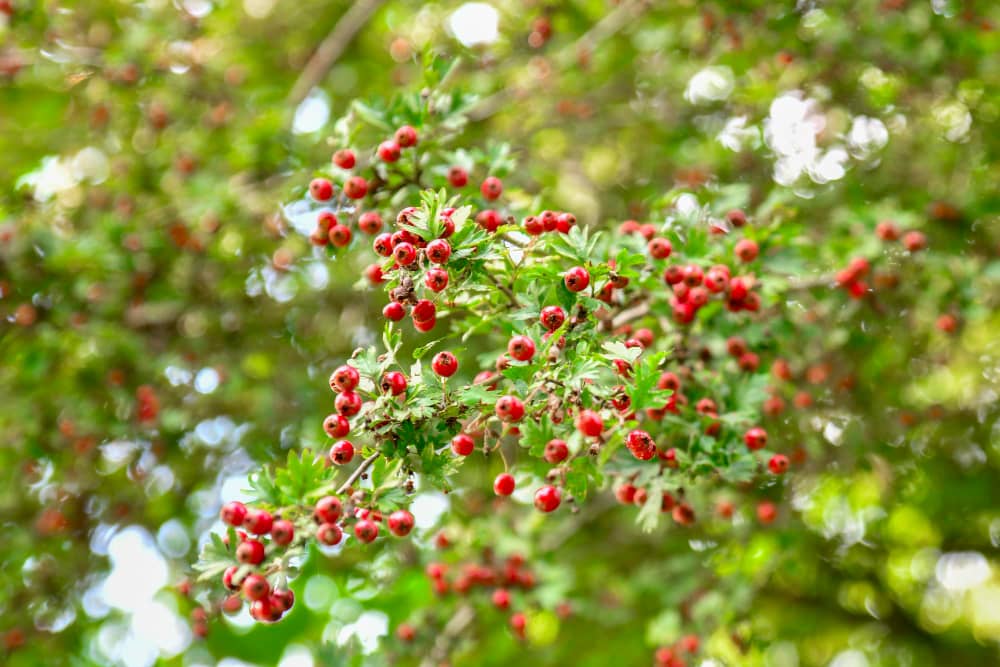 Different Forms of Hawthorn