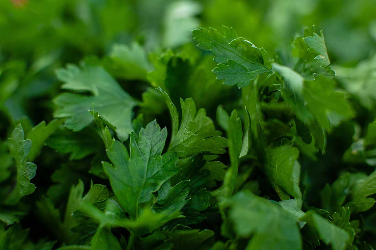Cilantro herb