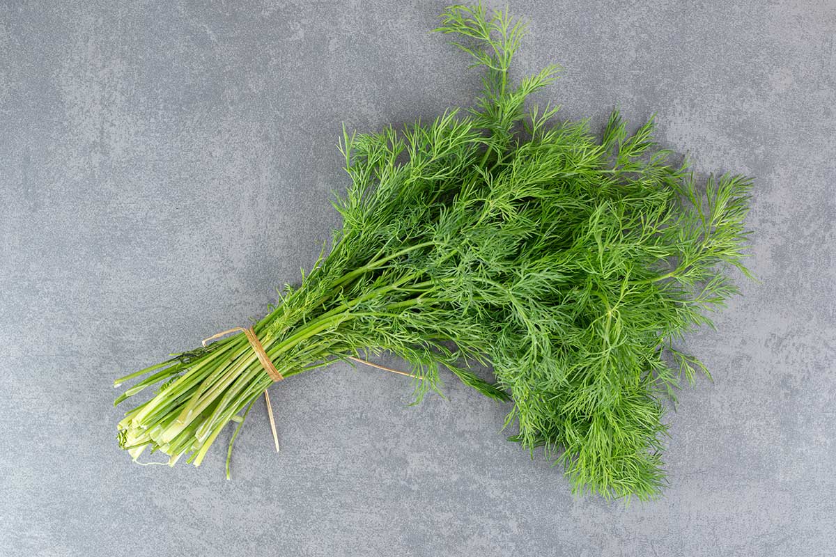 Dill herbs uses
