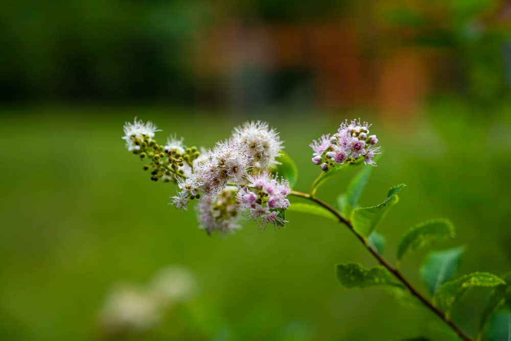 Growing and Harvesting Meadowsweet