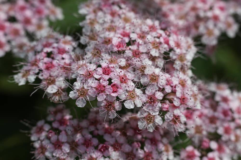 Health Benefits of Meadowsweet