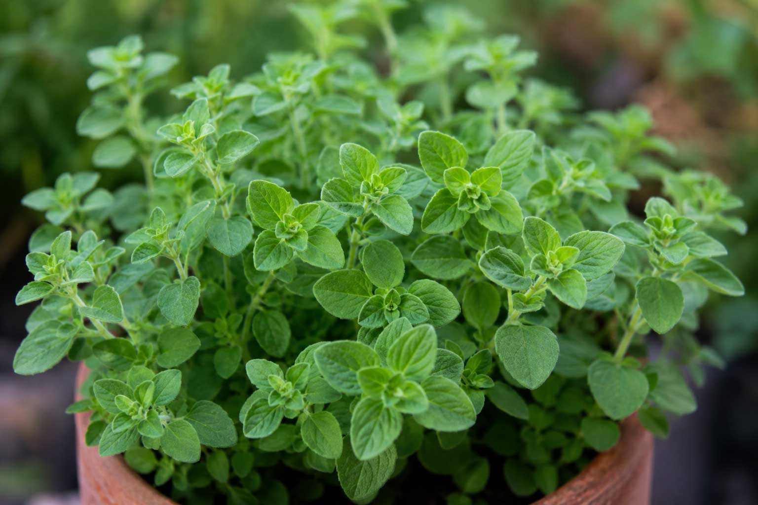 How To Grow Oregano