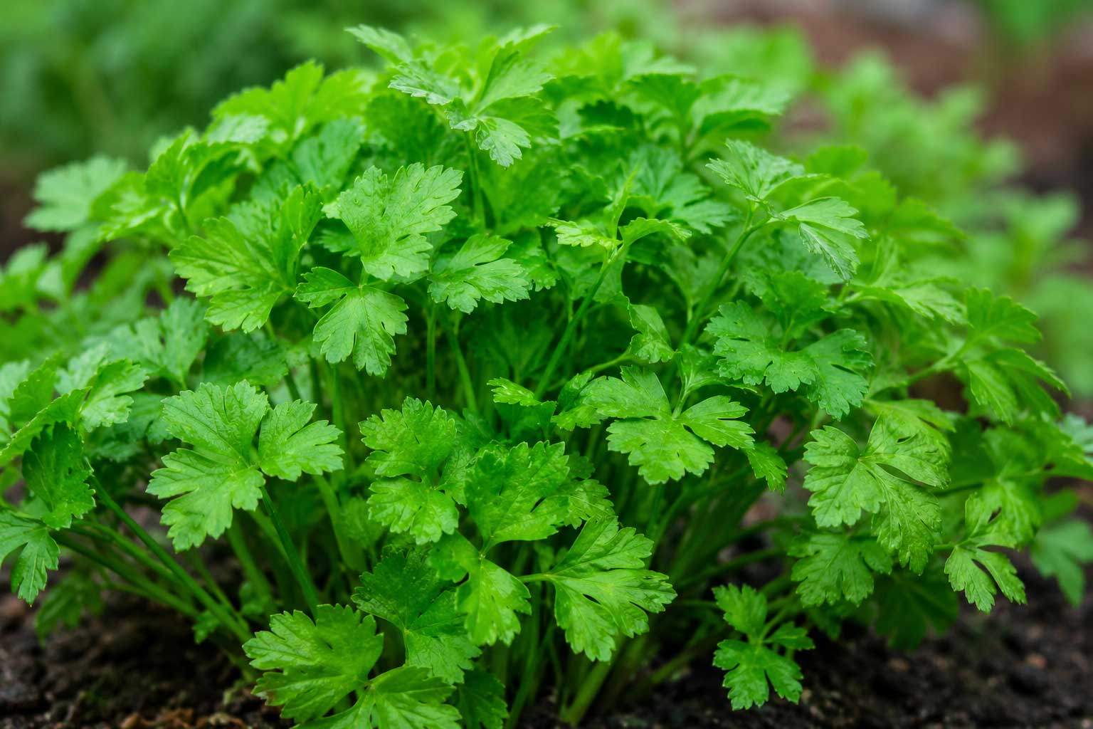 Parsley is one of the Popular Gardening Herbs