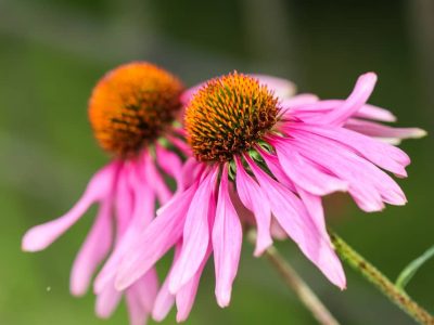 Echinacea herb