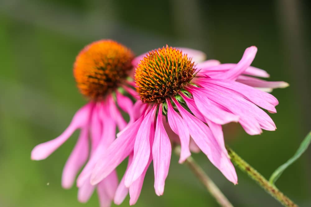 Echinacea herb
