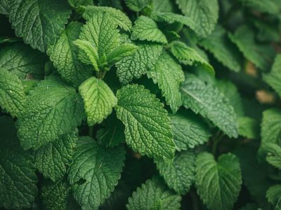 Peppermint