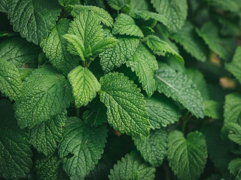 Peppermint