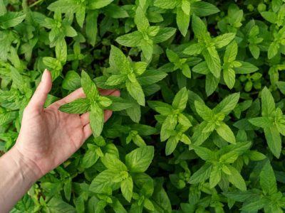Spearmint