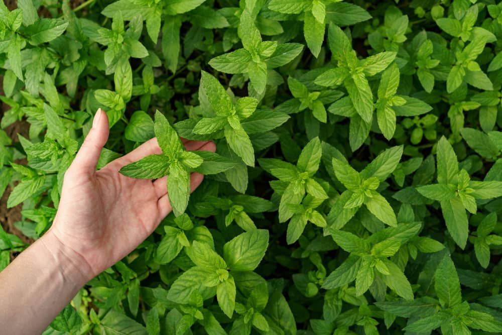 Spearmint