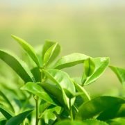 Tea Plant