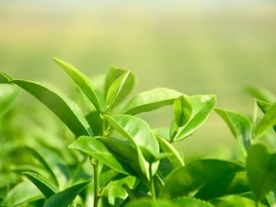 Tea Plant