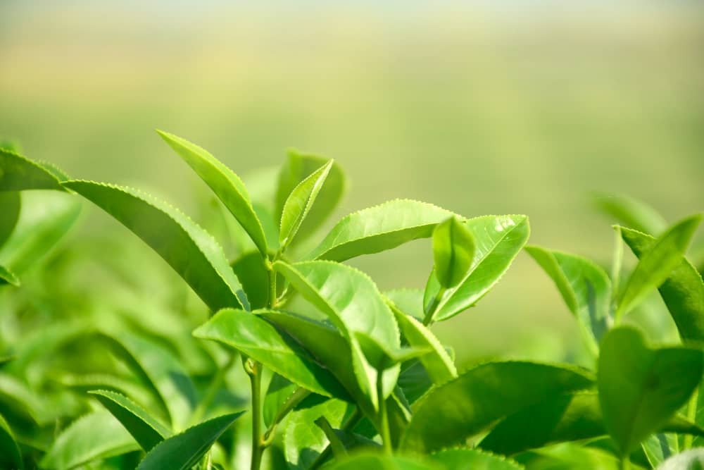 Tea Plant